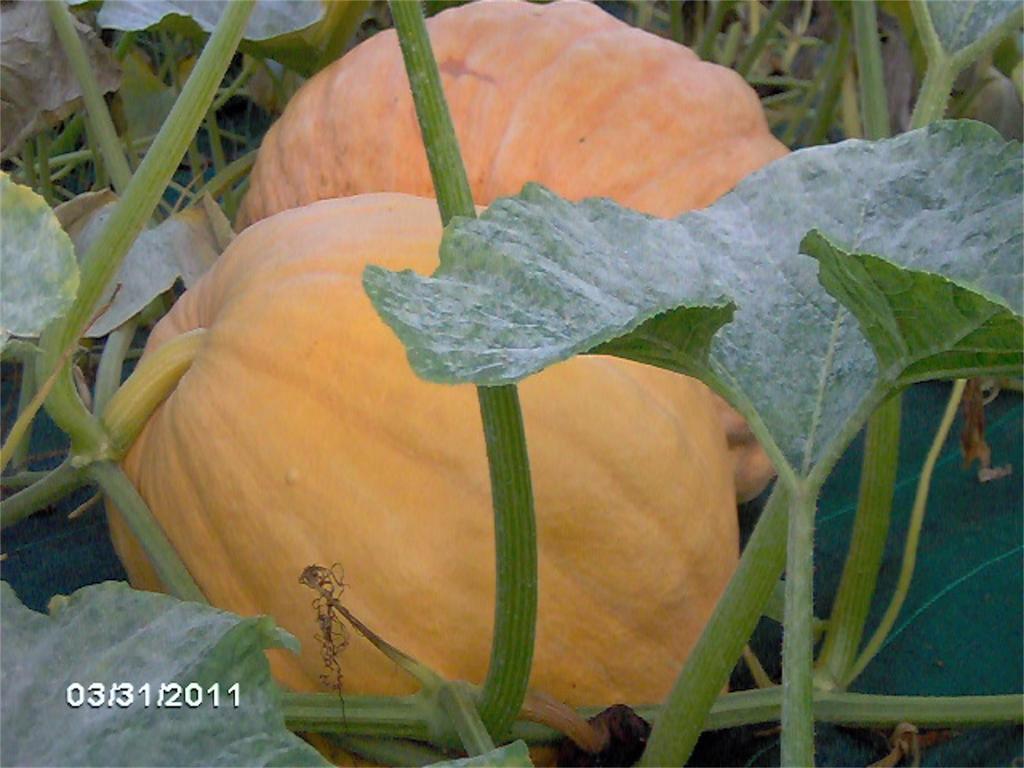 Agriturismo Il Magicorto Cassola المظهر الخارجي الصورة