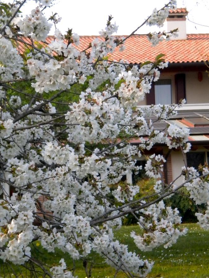 Agriturismo Il Magicorto Cassola المظهر الخارجي الصورة
